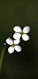 Close-up of white flowers on a dark green background.