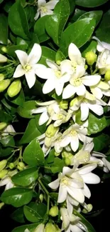 Elegant white flowers with green leaves on black background.