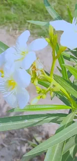 Close-up of elegant white flowers with green leaves.