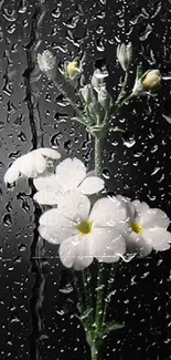 Delicate white flowers on a black background, elegant mobile wallpaper.