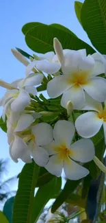 Elegant white flowers with green leaves against blue sky.