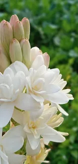 Elegant white flowers with green background.