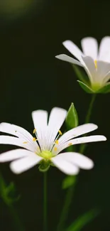 Elegant white flowers on a dark background, perfect for nature-themed wallpaper.