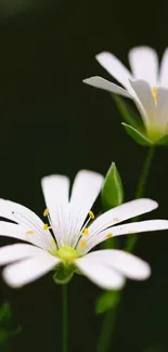 Elegant white flowers with green background on wallpaper.