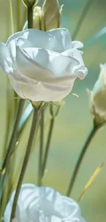 Elegant white flowers with green stems against a soft background.