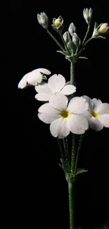 Elegant white flowers against a black background mobile wallpaper.