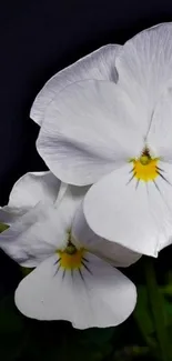 Elegant white flowers on a dark background wallpaper.