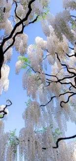 White flowers with twisted branches against a blue sky.