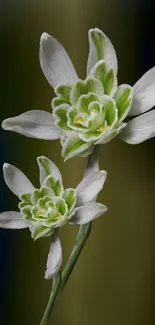 White and green flowers on a dark background.