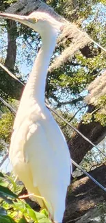 White heron perched gracefully in trees with sunlight filtering through.