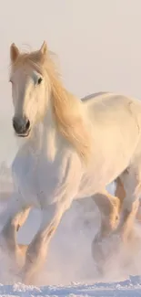 Elegant white horse galloping through snow.