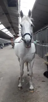 Elegant white horse stands in a stable.