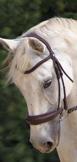 Elegant white horse with bridle, set against green background.