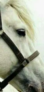 Elegant portrait of a white horse with bridle