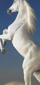 Majestic white horse rearing in front of a vibrant blue sky.