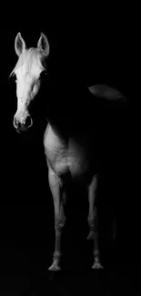 Black and white wallpaper of an elegant white horse on a dark background.