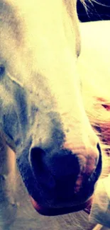 Close-up of an elegant white horse with soft color tones.