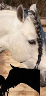 White horse with braided mane and silhouette background.