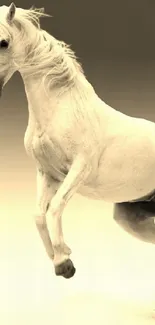 Majestic white horse rearing in dynamic pose on warm grey background.