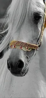 Elegant white horse with intricate bridle.