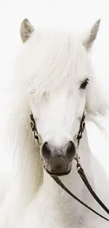 Majestic white horse with a serene expression.