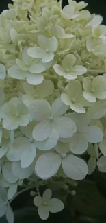 White hydrangea flower against dark leaves.