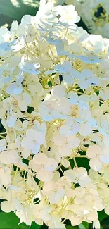 White hydrangea blossoms with green leaves in soft sunlight.