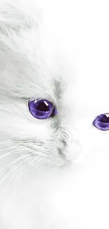 Fluffy white kitten with purple eyes against a soft white background.