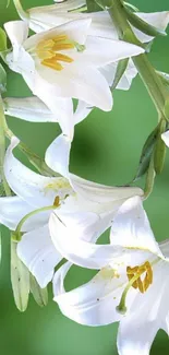 White lilies against a green background, elegant floral wallpaper.