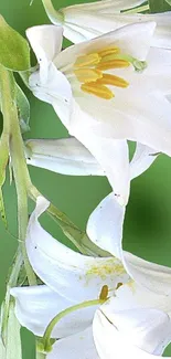 White lilies on a green background creating an elegant, calming wallpaper.