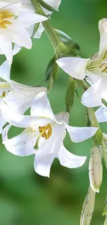 Elegant white lilies on a lush green background wallpaper.