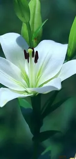 Serene white lily with green buds on a peaceful background.