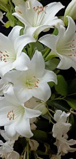 Beautiful white lilies with lush green leaves.