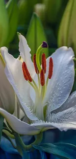 Close-up of a white lily with green leaves, capturing its natural elegance.