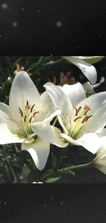 Elegant white lily flowers with dark green foliage.