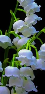 Lily of the Valley flowers with black background.