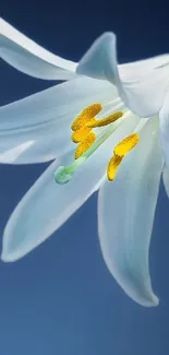 Elegant white lily on a blue background.