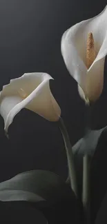 Two elegant white calla lilies against dark background.