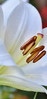 Close-up of a blooming white lily with visible stamen.