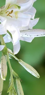 Elegant white lily with green background.