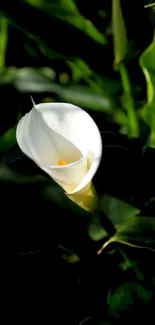 White calla lily with green leaves background.