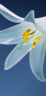 Close-up of a white lily flower on a blue background wallpaper.