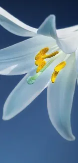 Elegant white lily against a calming blue background.