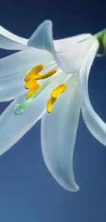 Elegant white lily on a blue background.