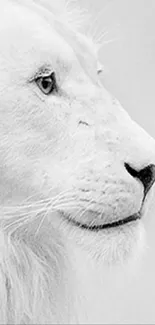 Profile of an elegant white lion in grayscale.