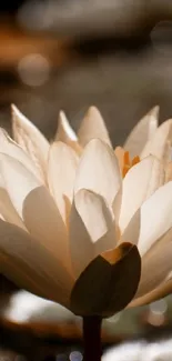 Elegant white lotus flower in soft focus, creating a serene atmosphere.