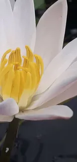 White lotus flower with yellow center on a dark background.