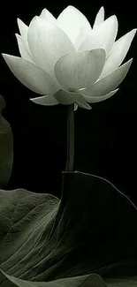 Elegant white lotus on dark background, perfect for serene mobile wallpaper.