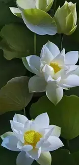 White lotus flowers with green leaves background.