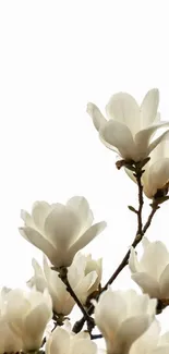 Elegant white magnolia blossoms on branches against a minimalistic background.